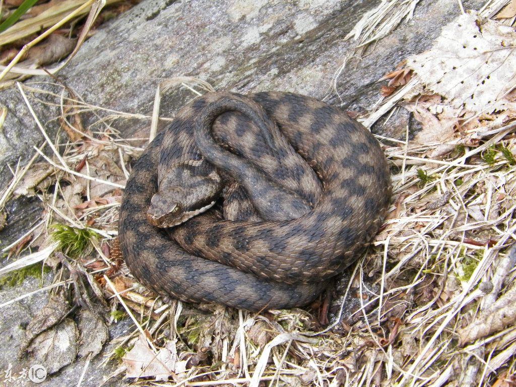 吉林之唤,剧本名称的深情呼唤